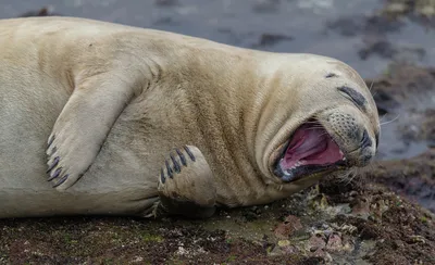 Эти забавные животные: cамые смешные фотографии дикой природы - BBC News  Русская служба