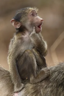 Самые смешные фотографии животных в финале конкурса Comedy Wildlife | GQ  Россия