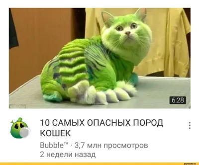 котэ (прикольные картинки с кошками) / смешные картинки и другие приколы:  комиксы, гиф анимация, видео, лучший интеллектуальный юмор.