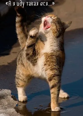 Лучшая подборка картинок и фото самых смешных кошек (38 фото) » Клопик.КоМ