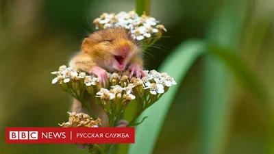 САМЫЕ СМЕШНЫЕ ЖИВОТНЫЕ со всего мира| РЖАЧ ДО СЛЕЗ | ПРИКОЛЫ С КОТАМА |  ПРИКОЛЫ С СОБАКАМИ # 6 - YouTube