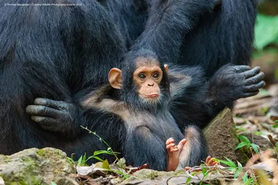 Представлены самые смешные фото животных от финалистов Comedy Wildlife  Photo Awards