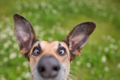 10 уморительных фото животных, которые рассмешат до слез | OBOZ.UA