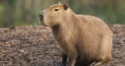 Обнародованы самые смешные фото животных в дикой природе | Новини України -  #Букви