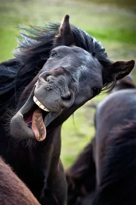 Смешные фото диких животных — 15 лучших снимков фотоконкурса / NV