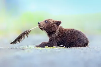 Самые смешные животные в мире | ZooLand 🌍 Мир зверей | Дзен