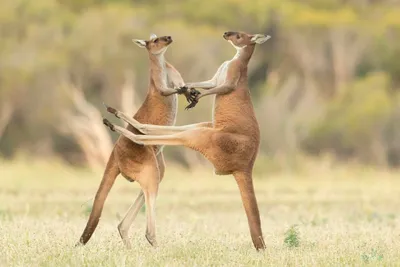 Comedy Wildlife Photography Awards опубликовала самые смешные фото животных  | Шарий.net