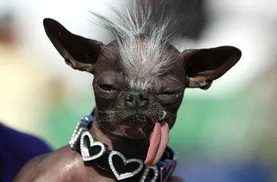 Самые смешные породы собак с фотографиями и описанием: 25 чудесных  четвероногих