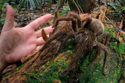 Самый большой паук в мире картинки