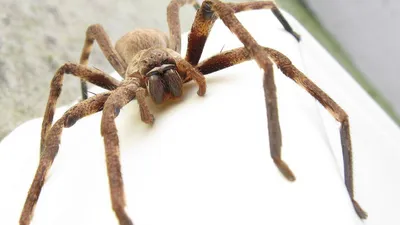 Самый большой паук в мире месяц плыл в ящике из Китая в Англию