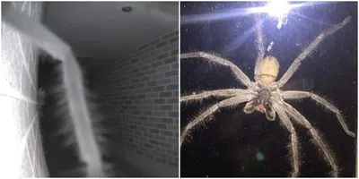 Тарантул огромного паука Redlegged костариканский тарантул- самый большой в  мире. Самый большой паук с точки зрения Legspan Стоковое Фото - изображение  насчитывающей волосато, макрос: 208084980
