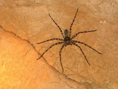 Знакомьтесь: самый большой паук в мире размером с новорожденного щенка (!!)