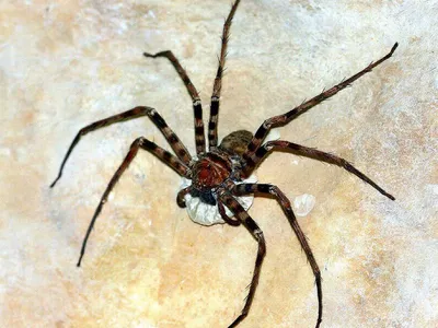 Самый большой в мире паук приехал в Великобританию в контейнере из Китая -  Новости Mail.ru