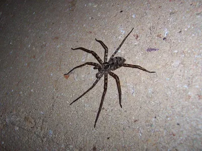 Гигантский паук: самый большой и опасный паук в мире» — создано в Шедевруме