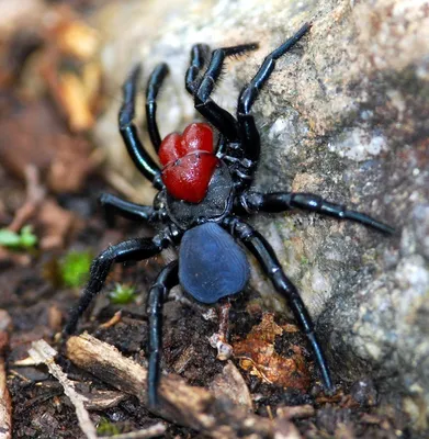 Самый большой паук в мире - 71 фото