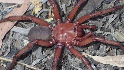 В Австралии обнаружили новый вид гигантского паука - РИА Новости, 22.03.2023