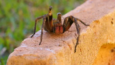 ПензаИнформ - Пенза плюс ТВ - Голиаф - самый большой в мире паук