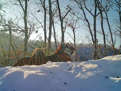 счастливая семья гуляет зимой в хорошую погоду. наслаждаясь отдыхом  Стоковое Изображение - изображение насчитывающей усмехаться, подросток:  225788415