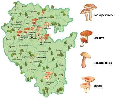 Грибы Башкирии | У костра