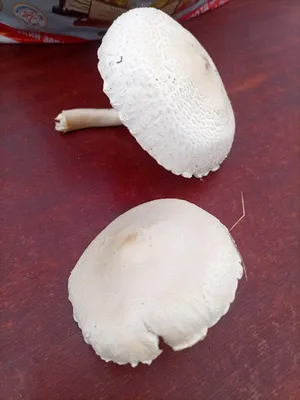 В Башкирии обнаружили гигантские грибы: как называются большие грибы и  можно ли есть дождевики - KP.RU