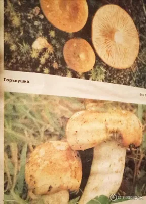 Отзыв о Книга \"Грибы Башкирии\" - С.Н.Янтурин | Что-то вроде компактной  грибной энциклопедии.