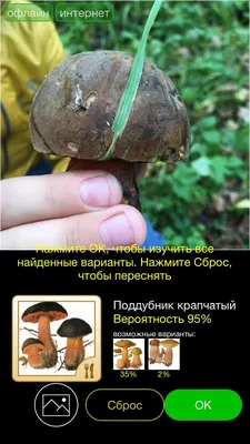 В пригороде Оренбурга начался сезон осенних грибов : Урал56.Ру. Новости  Орска, Оренбурга и Оренбургской области.