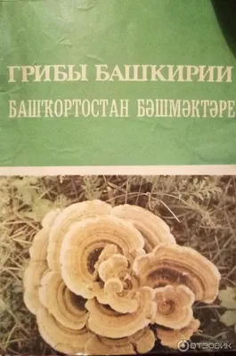 В Белорецком районе нашли гигантский гриб-дождевик