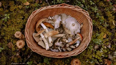 Съедобные грибы Владивостока и окрестностей | Собирательство | Клуб рыбаков  ЛЕФУ