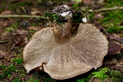 Удемансиелла бурокрайняя: новый вид грибов нашли на Сахалине -  SakhalinMedia.ru