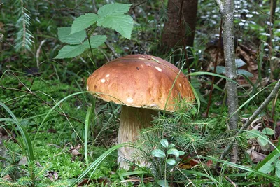 Фотокаталог грибов: Маслёнок полоножковый (Suillus cavipes)