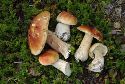 После проливных дождей в Приморье выросли шагающие грибы-животные - KP.RU