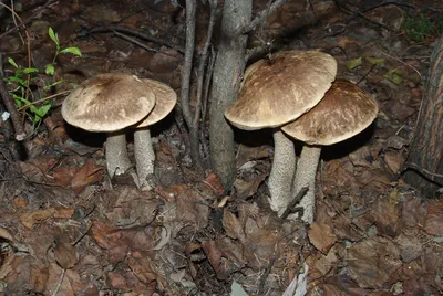 Причудливый гриб со вкусом креветки: гостя из Красной книги ЕАО нашли в  лесу на Кубани - PrimaMedia.ru