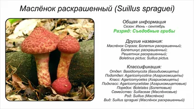 Млечник мокрый (Lactarius uvidus) – Грибы Сибири