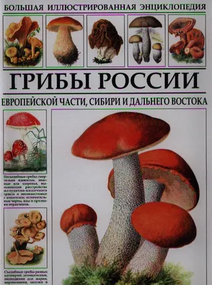 Презентация книги о грибах пройдет в выставочном зале Подольска в субботу -  Общество - РИАМО в Подольске