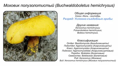 Съедобные грибы дальнего Востока - фото и картинки: 64 штук