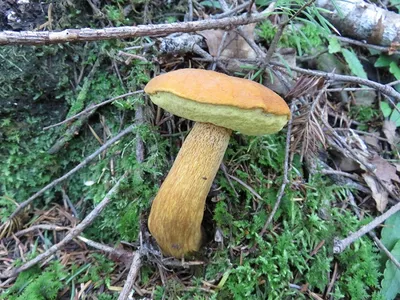 Съедобные грибы дальнего Востока (с фото) - treepics.ru