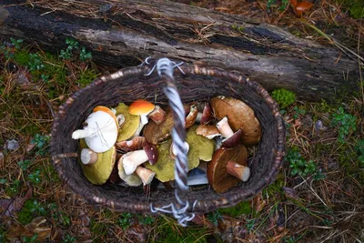 Тихая охота: запоминаем съедобные грибы, которые выглядят как поганки |  VOICE | Дзен
