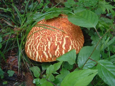 Кунашир богат съедобными и лечебными грибами