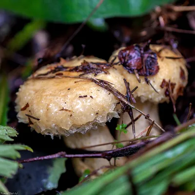 Фотокаталог грибов: Маслёнок раскрашенный (Suillus pictus)