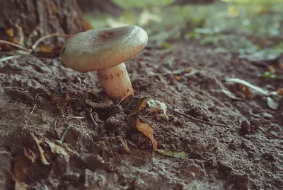 Роспотребнадзор пояснил, почему съедобные грибы могут быть опасными -  Статья - Журнал - FORUMHOUSE