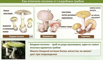 Съедобные и ядовитые грибы – онлайн-тренажер для подготовки к ЕНТ, итоговой  аттестации и ВОУД