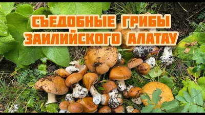 Условно-съедобные грибы: определение и важные особенности | Поход лайфхак |  Дзен