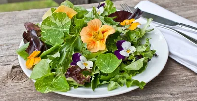 12 самых вкусных съедобных садовых цветов, и какими цветами можно  отравиться — читать на Gastronom.ru