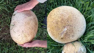 Какие грибы являются съедобными в Украине - Главред