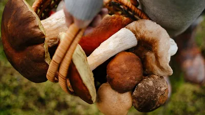 Напоминает куриное мясо»: гигантские съедобные грибы были найдены под  Новосибирском | НДН.Инфо