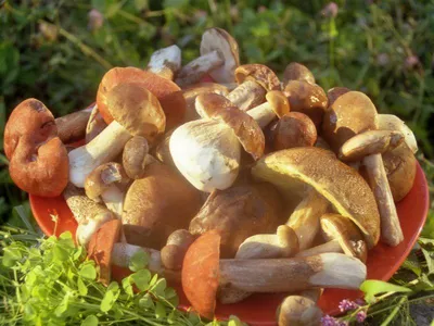 Съедобные грибы в Подмосковье начнут массово появляться в середине июня - В  регионе - РИАМО в Мытищах