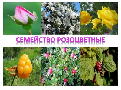 Семейство Розоцветные – Rosaceae - презентация онлайн