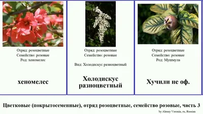 Цветковые (покрытосеменные), отряд розоцветные, семейство розовые, часть 3  шиповник яблоня спирея - YouTube