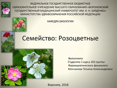 Семейство: Розоцветные - online presentation