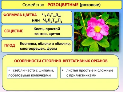 Таволга шестилепестная, семейство розоцветные